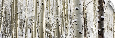 Snowy birch trees in a forest, Aspen, Colorado - Pano