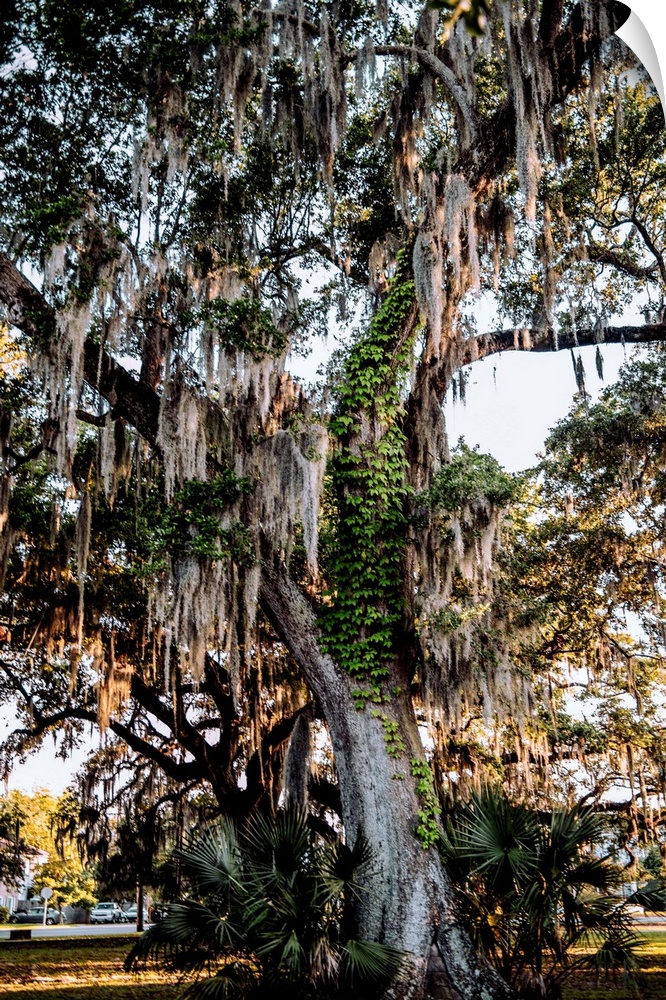 Spanish moss hangs on a tree in New Orleans, Louisiana.