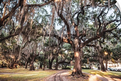 Spanish Moss Hangs On Trees In New Orleans, Louisiana