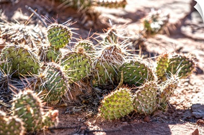 Spiny Prickly Pear Cactus