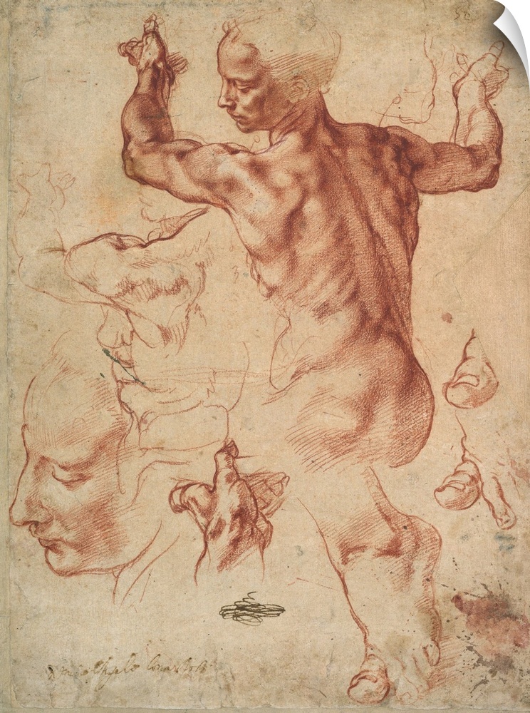 This double-sided sheet of closely observed life studies is the most magnificent drawing by Michelangelo in North-America,...