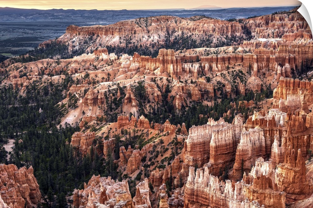 Pine trees fill the crevasses formed by eroded sedimentary rock in Bryce Canyon Amphitheater, Bryce Canyon National Park, ...