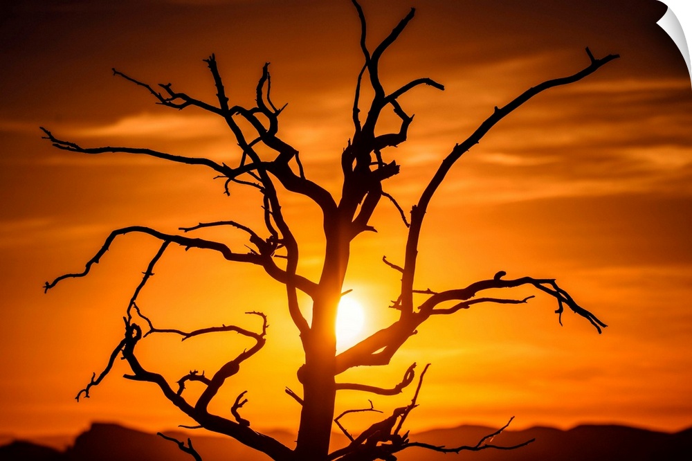 Sun peeking through branches of a tree, Grand Canyon National Park, Arizona.