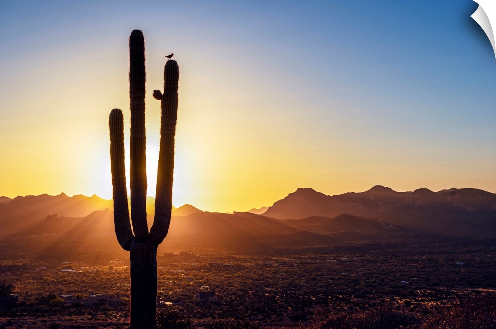 Sun peeking through Saguaro cactus at sunset in Phoenix, Arizona.