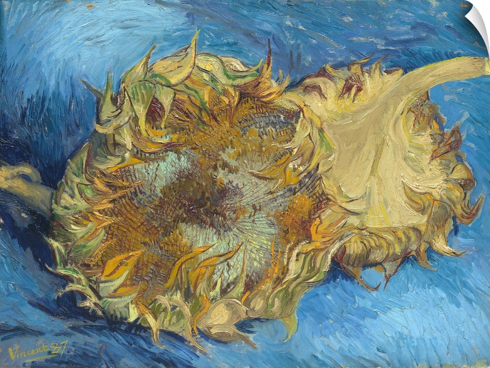 Van Gogh painted four still lifes of sunflowers in Paris in late summer 1887. There is an oil sketch for this picture (Van...