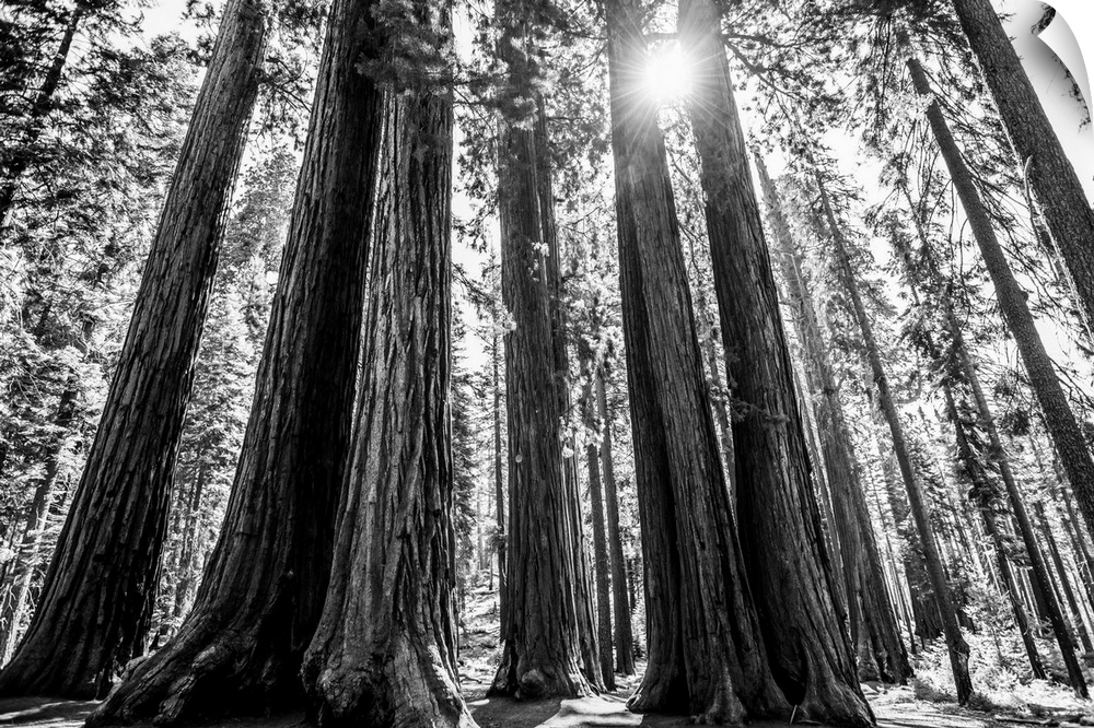 View of the sunlight peeking through giant Sequoia trees in California.