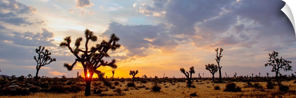 The sun rises over a desert landscape in Joshua Tree National Park, California.