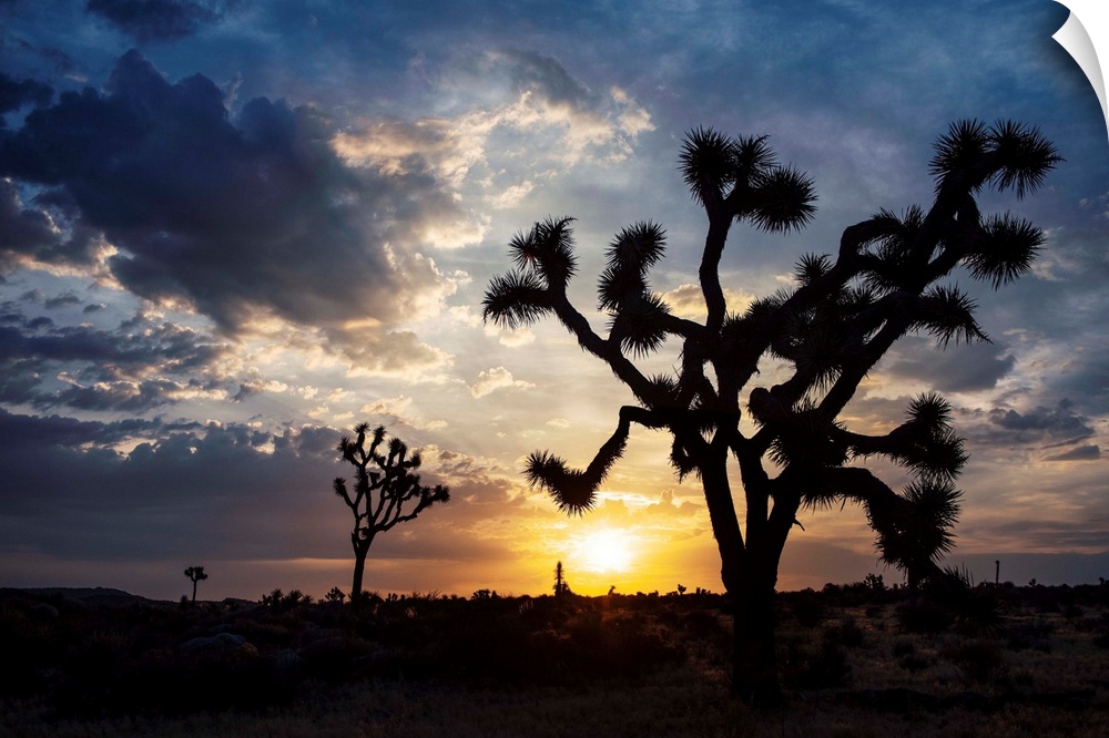 Photo of the sun setting on a desert landscape in Joshua Tree National Park, California.