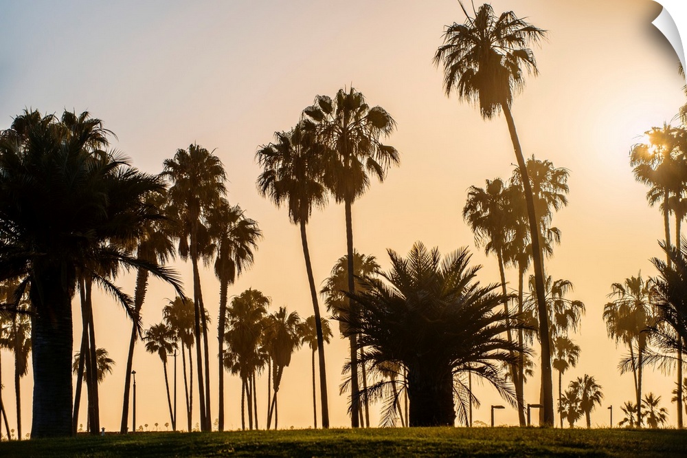 A view of silhouetted palm trees as the sun sets in San Diego, California.