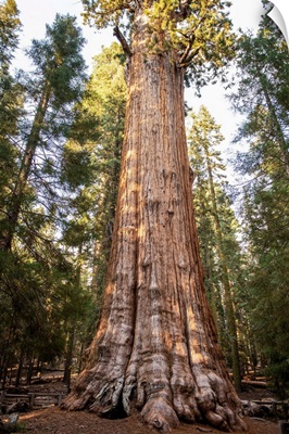 The General Sherman Tree In Sequoia National Park, California