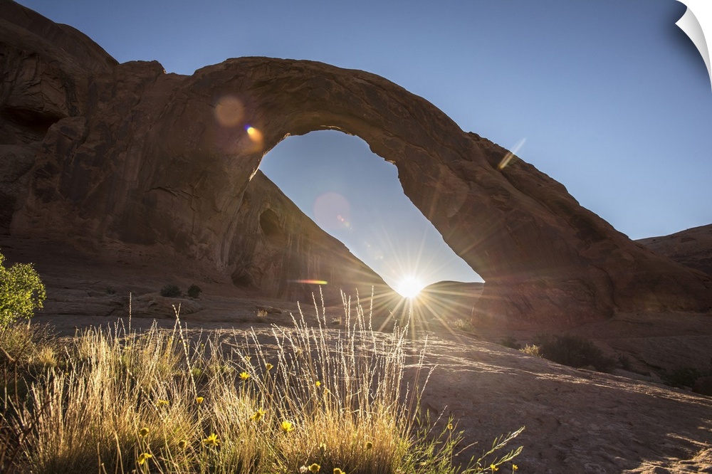 The sun peeking behind the Corona Arch illuminating the desert grasses in Arches National Park, Utah.