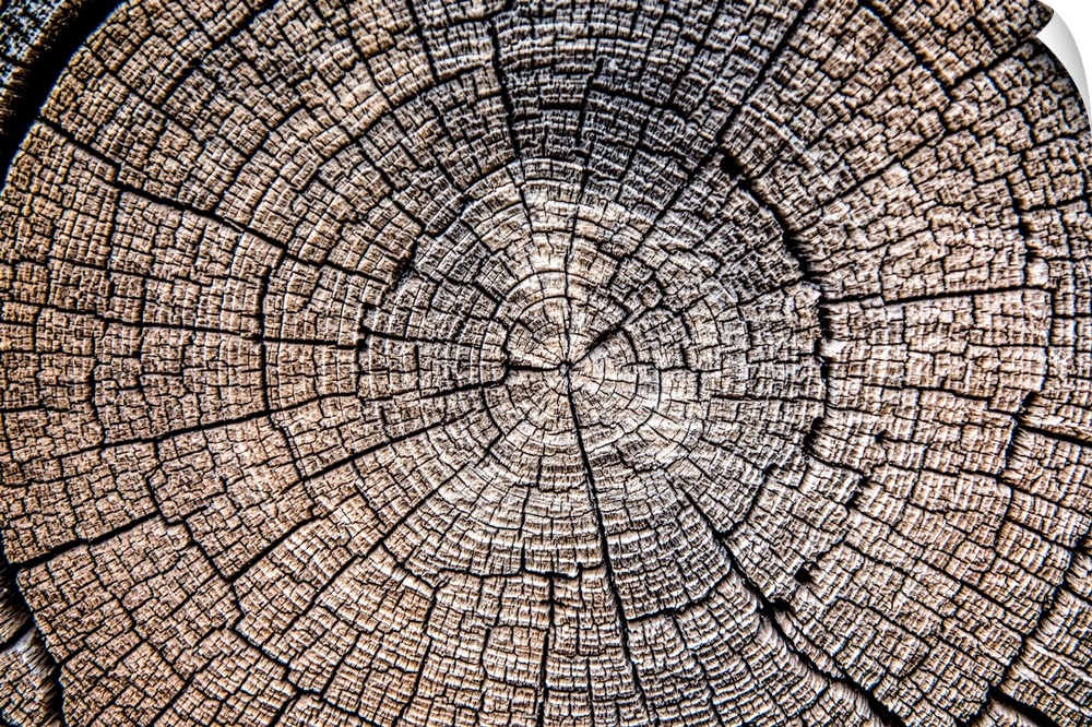 Close-up photo of the rings and texture of a tree stump in Zion National Park, Utah.