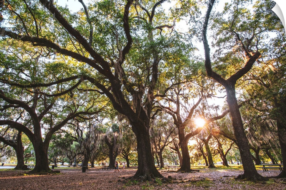 Old trees fill a New Orleans park in Louisiana.