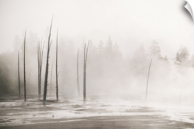 Trees Through The Mist