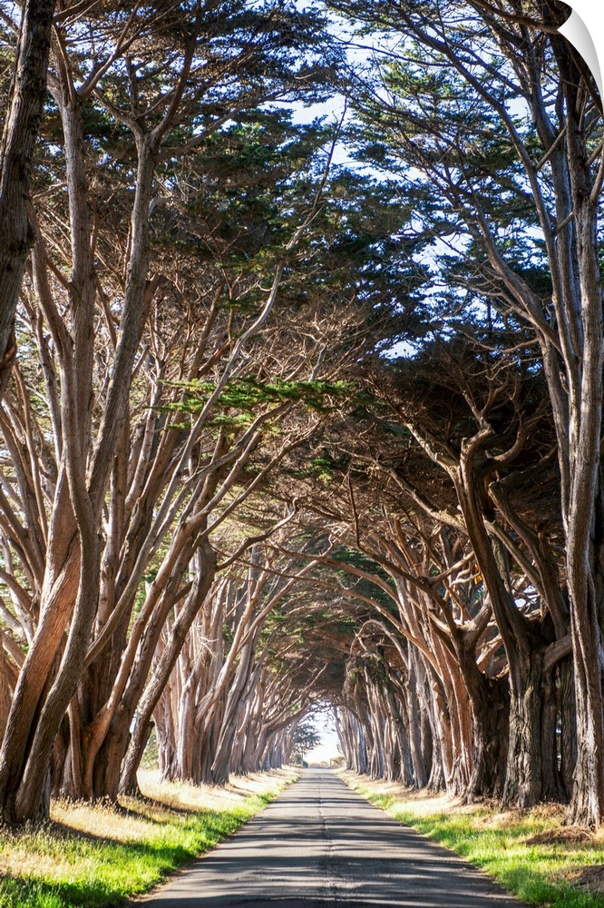 A tunnel of Monterey cypress trees lead to an old building that houses the Point Reyes National Seashore North District Op...