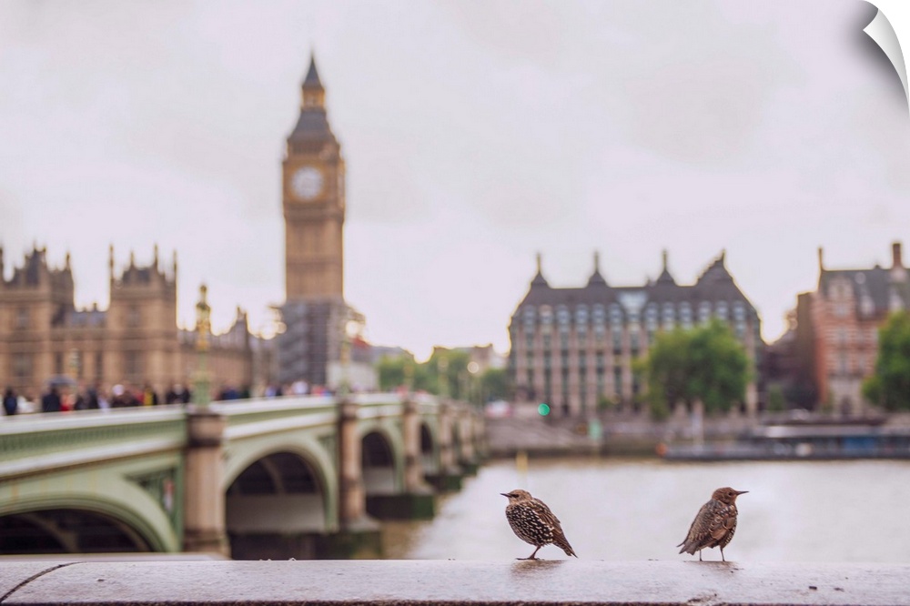 Photograph of two birds perched on a ledge in front of the River Thames with Big Ben blurred in the background.