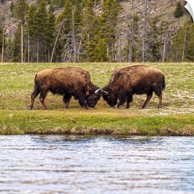 Two Bison at Water