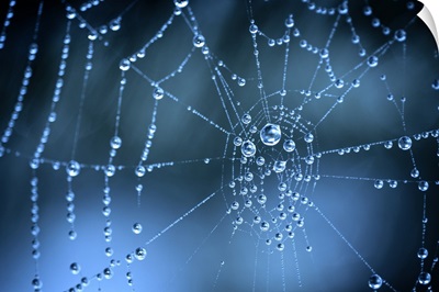 Water on Spider Web