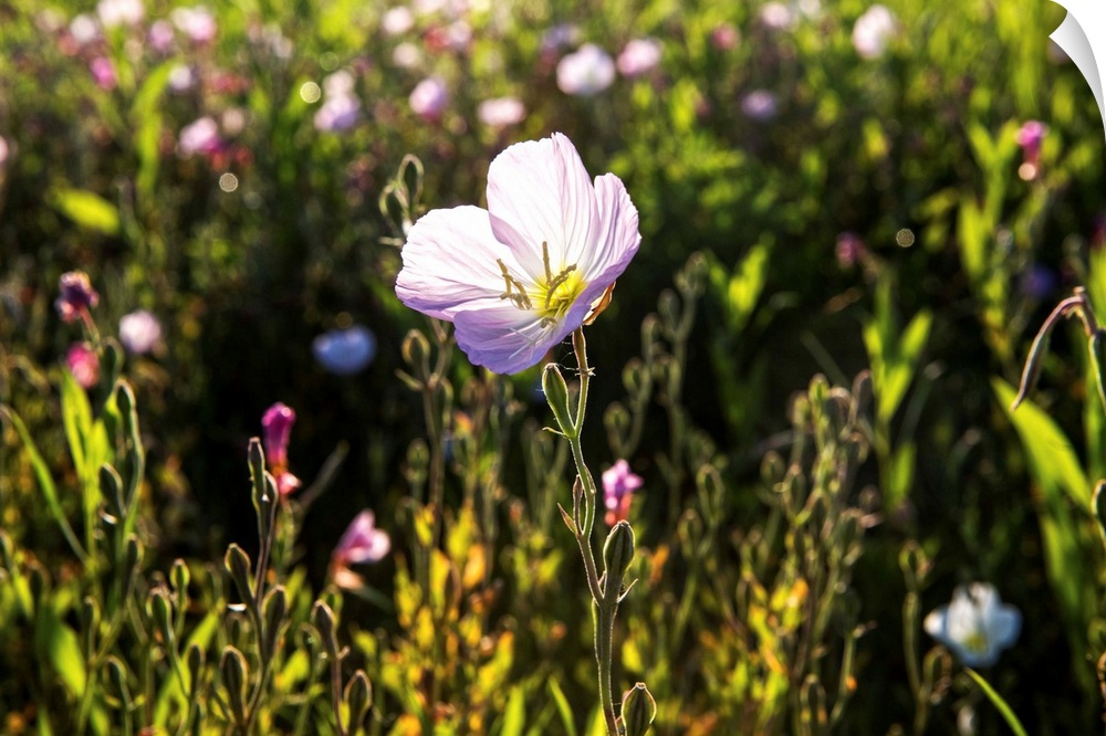 A wildflower in a field in Dallas, Texas.