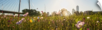 Wildflowers in Dallas