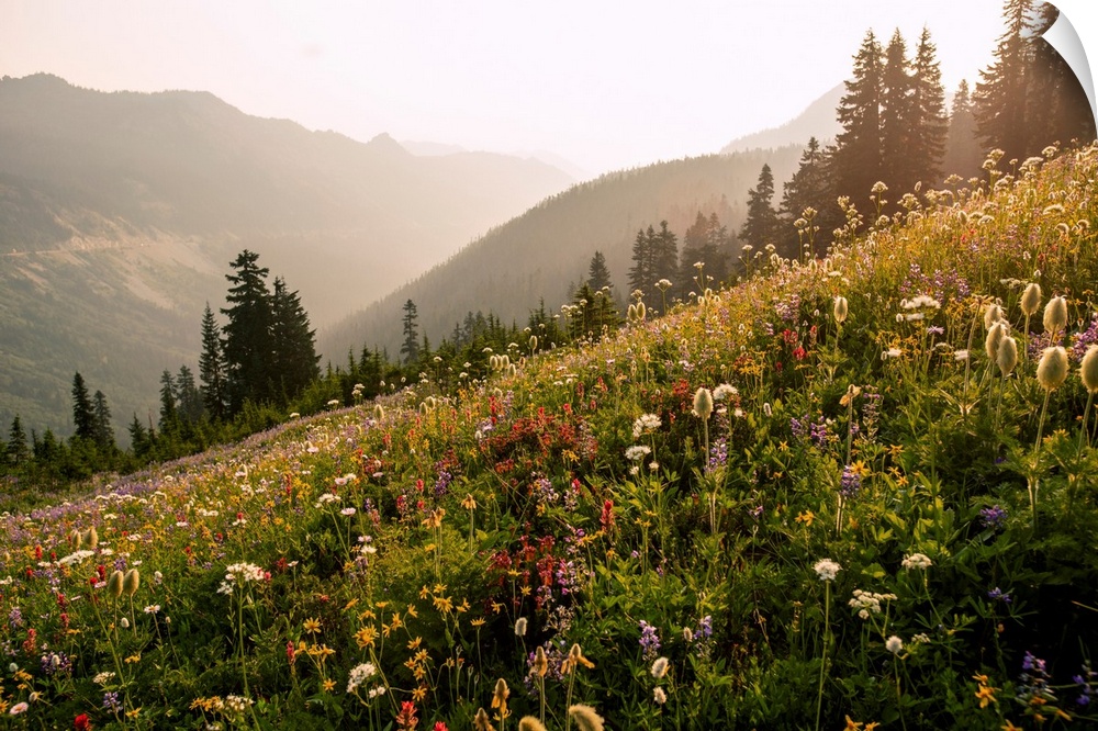 Mount Rainer's renowned wildflowers bloom for a limited amount of time every year.