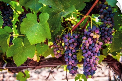 Wine Grapes Hang From Vine, San Francisco