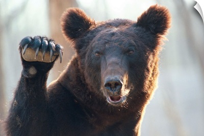 A close up of a bear with paw raised and claws exposed