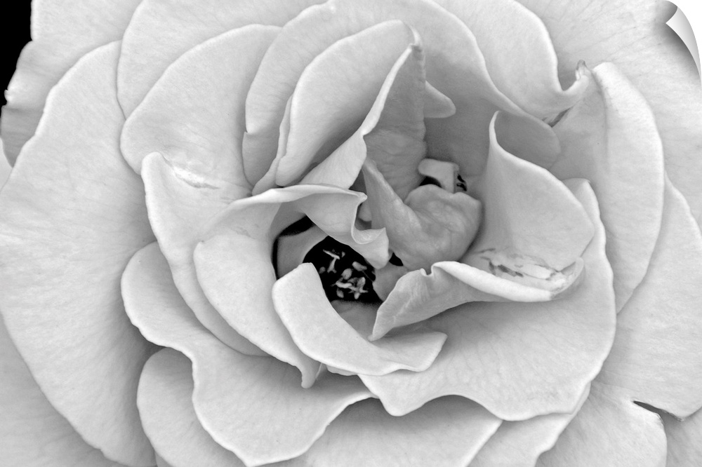 A delicate and splendid rose opens up her petals.