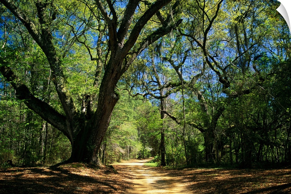 A dirt road through a forest passes a large tree with Spanish moss.
