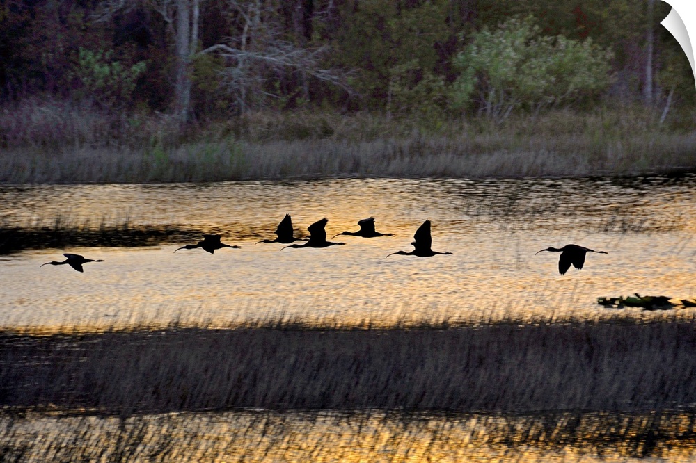 A flock of ibis fly over the sunset colored marsh.