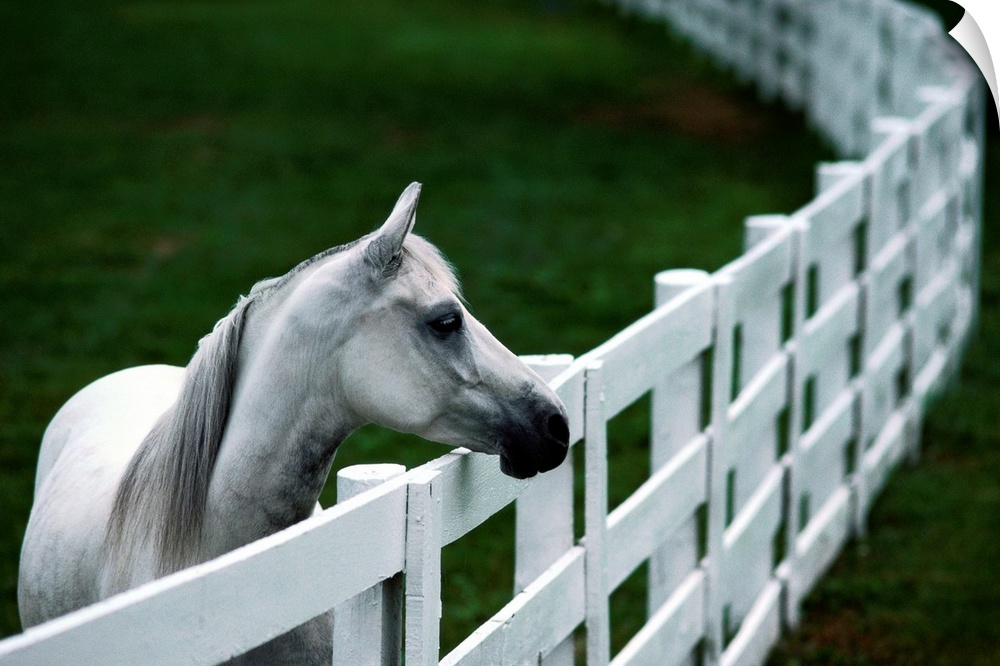 From the National Geographic Collection.  Photograph of horse next to long curving gate.