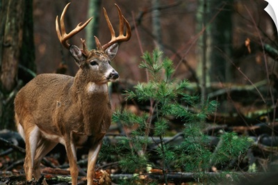 A portrait of a 12-point white-tailed deer buck