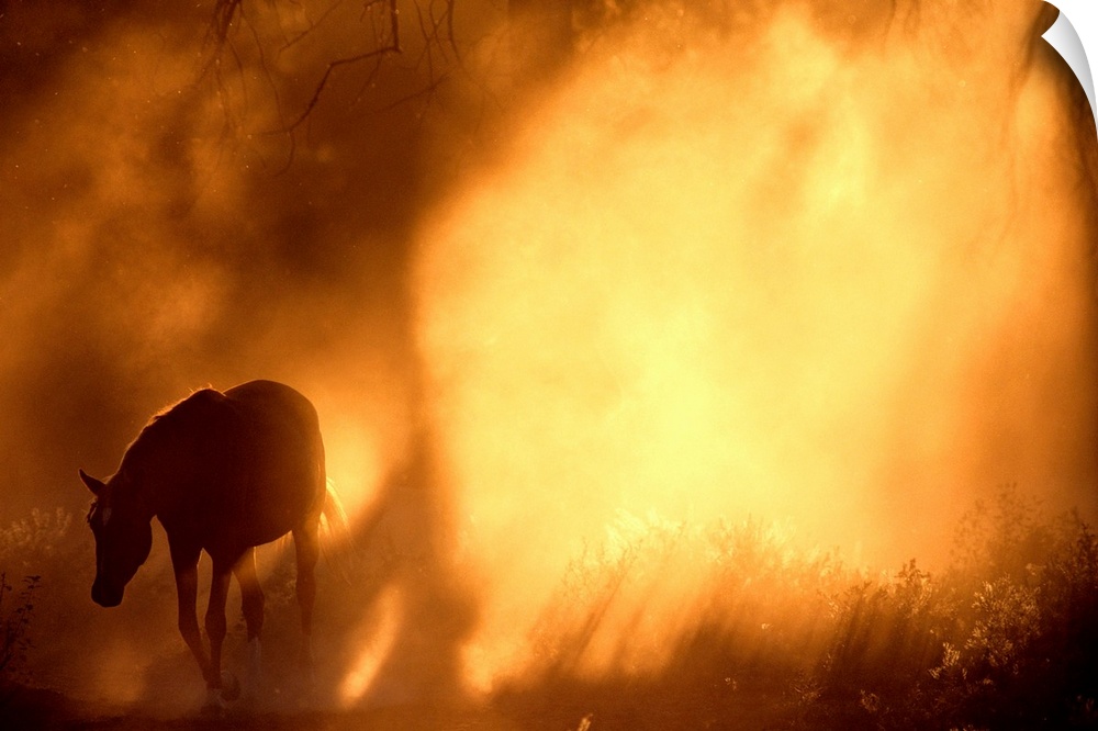From the National Geographic Collection.  Photograph of wild horse grazing in mist filled forest with sun peering through.