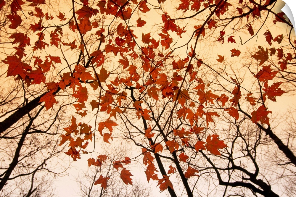 From the National Geographic Collection the branches of trees reach upward while the last leaves of fall cling to tree bra...