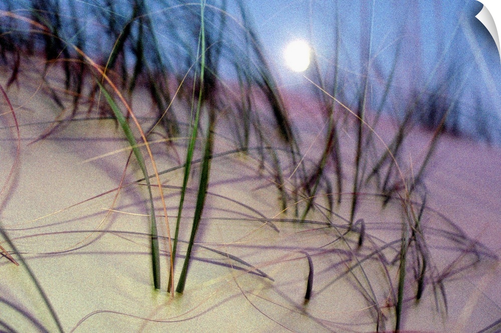 A view of a full moon rising above a sand dune on Cumberland Island.