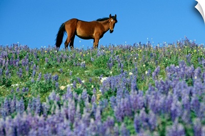 A view of a wild horse in a field of wildflowers in the Pryor Mountains, Montana