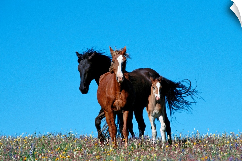 A view of wild horses in a field of wildflowers in the Pryor Mountains.