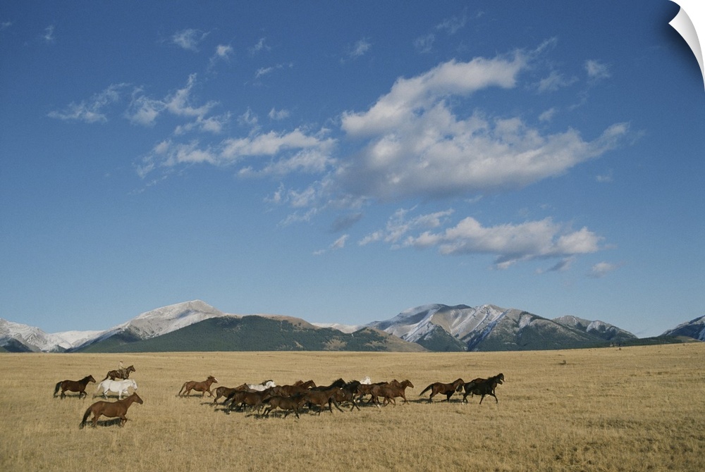 Mares running over the prairie with the Rocky Mountains in background.