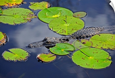 An alligator floats in the afternoon sun amongst lily pads