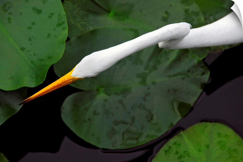 An orange-beaked great white egret hunting among wetland lily pads.