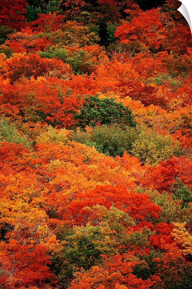 From the National Geographic Collection.  Vertical panoramic photograph of colorful autumn tree tops of forest canopy.