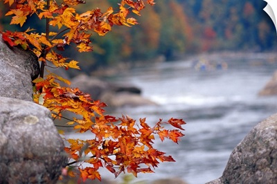 Autumn hues and large boulders along the Gauley River