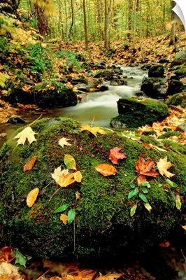 Autumn view shows fallen leaves on rocks next to a mountain stream