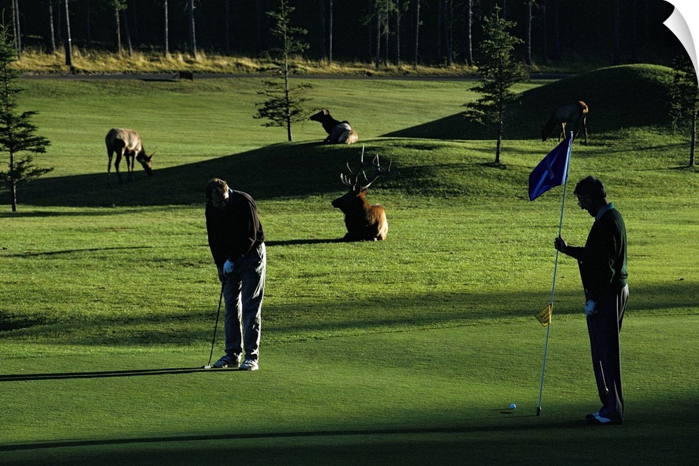 Two people play golf while elk graze on the golf course.