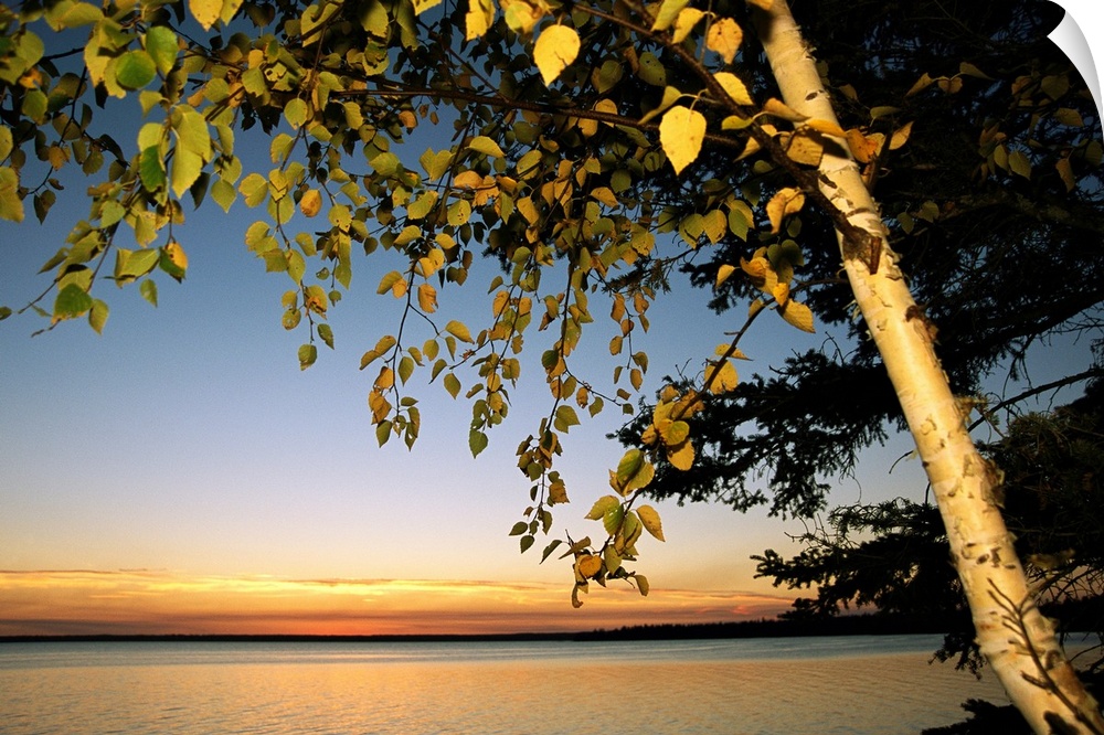 Birch tree leaves highlighted at sunset on Clear Lake.