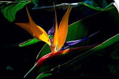 Bird of Paradise flower, Captiva Island, Florida