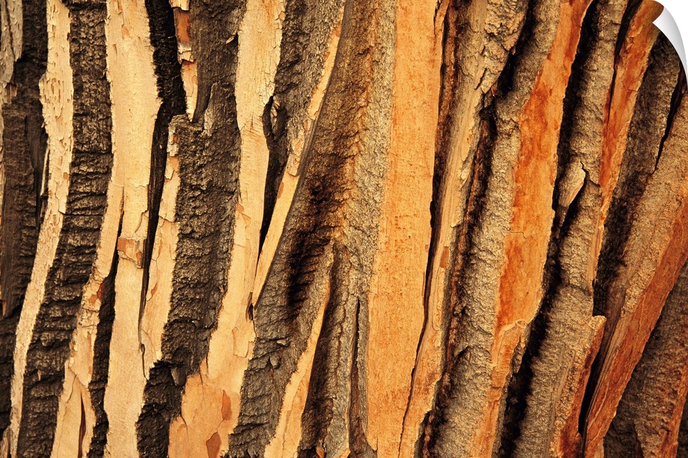 Close view of bark on an old growth cottonwood tree.
