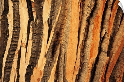 Close view of bark on an old growth cottonwood tree