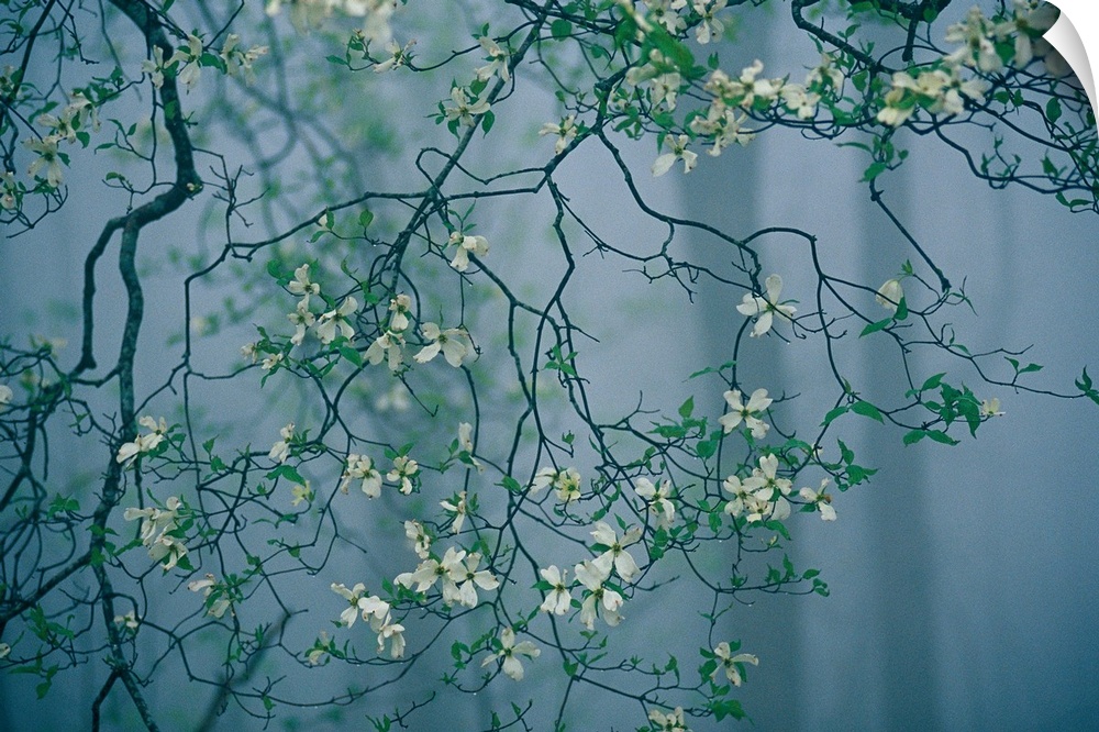 Dogwood blossoms in a foggy forest.