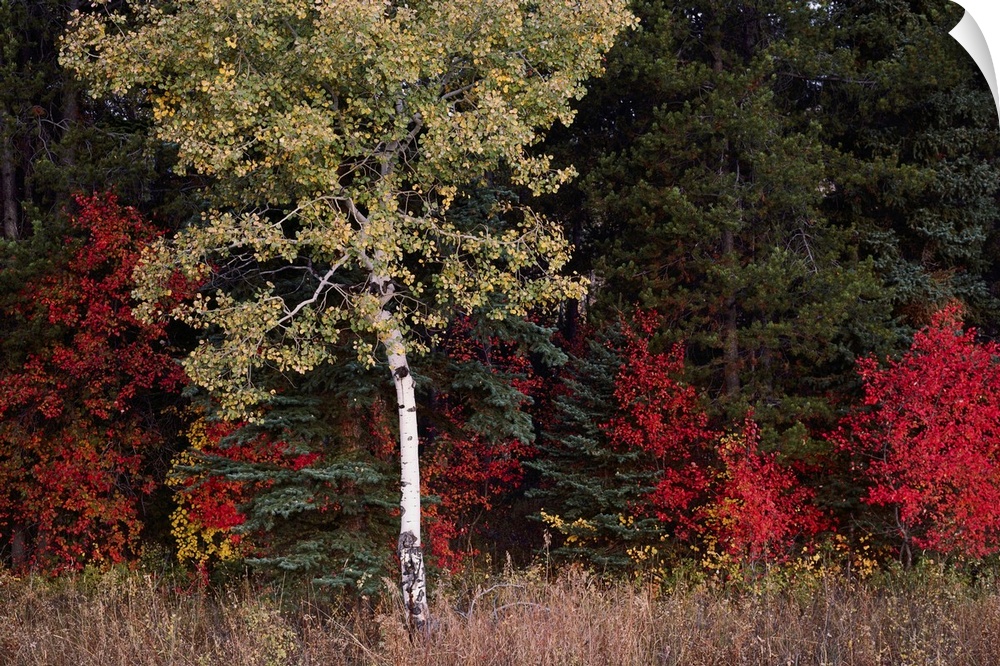 Flaming shrubs and a slender quaking aspen, Populus tremuloides, glow against a canvas of lodgepole pine, Pinus murrayana,...